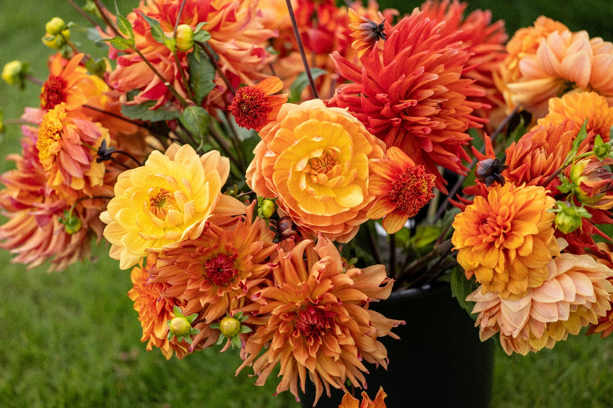 Dahlia | Blomsterverden